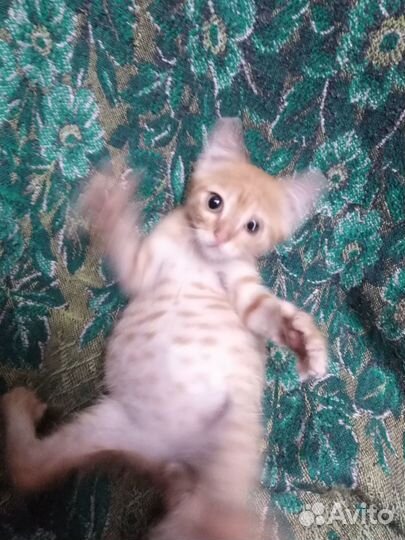 Котенок Персик