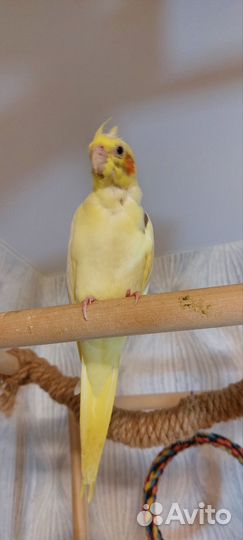 Птенцы попугая корелла