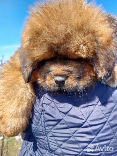 Красный лев