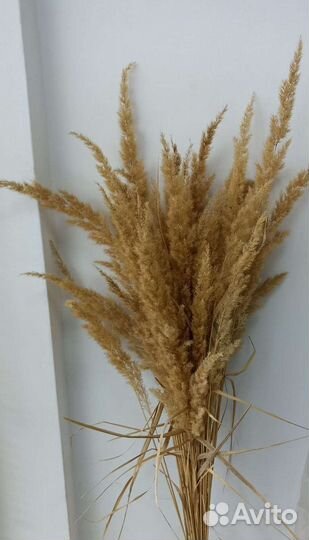 Букет из сухоцветов