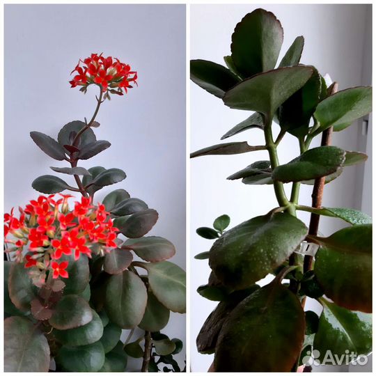 Колеус, каланхоэ оранжевый