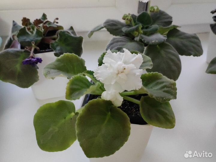 Фиалки цветущие в горшке