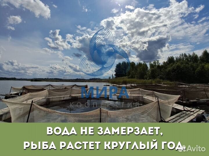 Инвестиции в производство икры и осетровую ферму