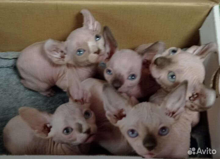 Канадский сфинкс