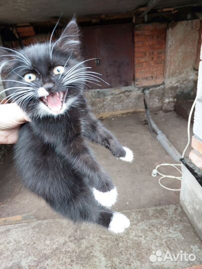 Котенок девочка, в хорошие руки