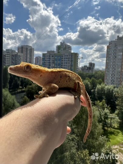 Террариум с бананоедом