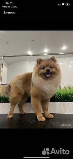 Померанский шпиц мини