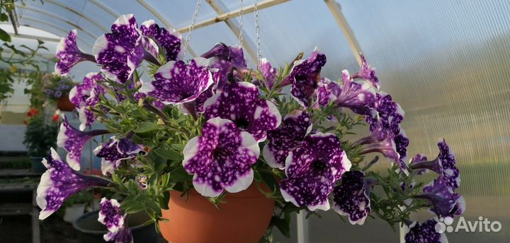 Рассада петуньи