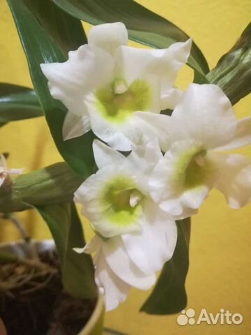 Орхидея дендробиум
