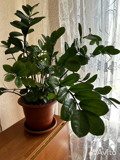 Замиокулькас