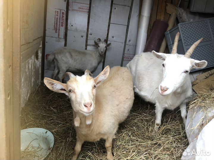 Зааненская коза