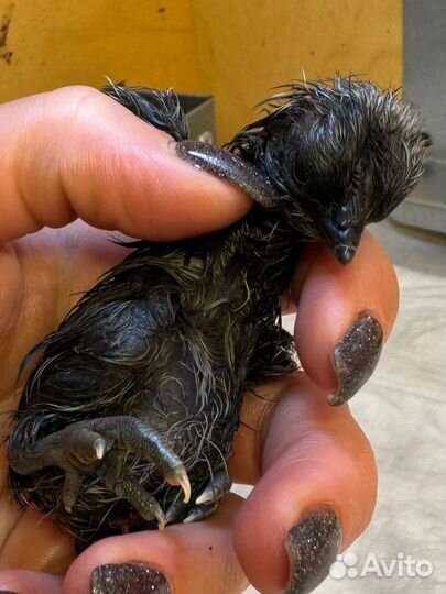 Цыплята ухейилюй