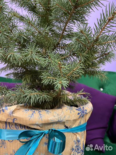 Елка новогодняя живая в горшке