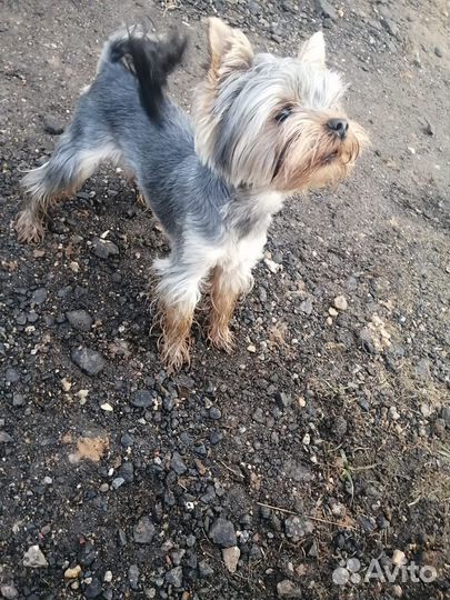 Йоркширский терьер