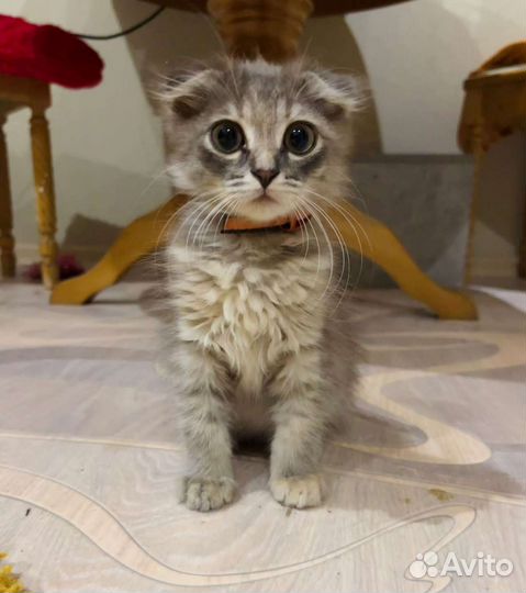 Кошки шотландцы