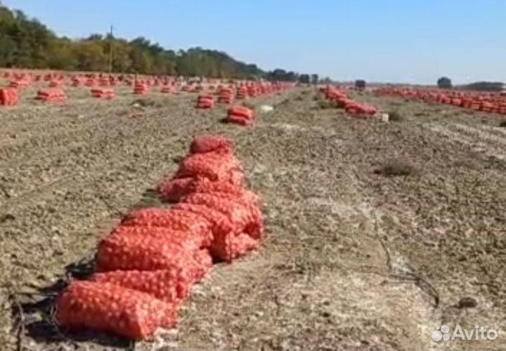 Продаётся лук 