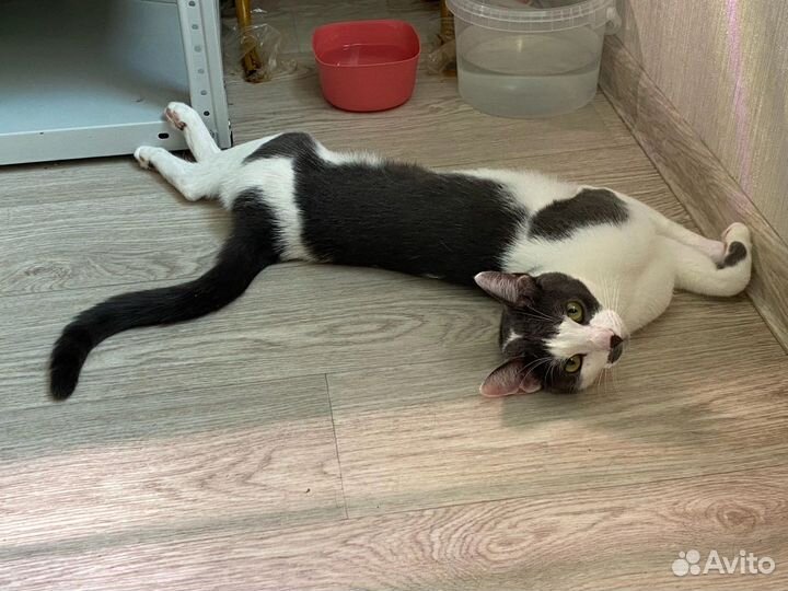 Кот, бело - серый, гладкошёрстный