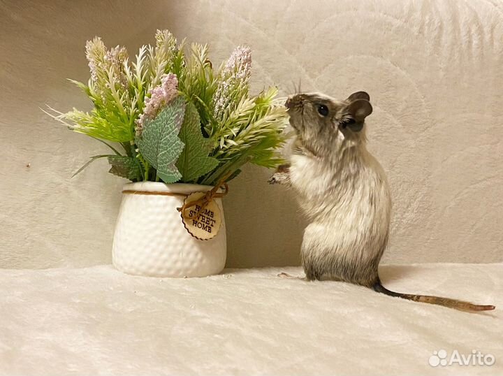 Чилийская белка Дегу цветная