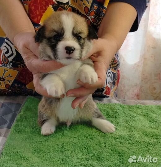 Мальчик рыжий Корги пемброк 1 месяц