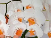 Орхидея Дарвин