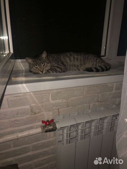Кошка в дар бесплатно
