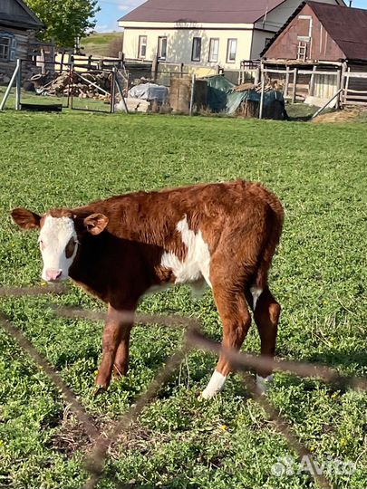 Бычки телята телки