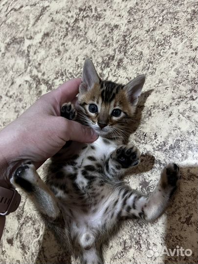 Бенгальские котята