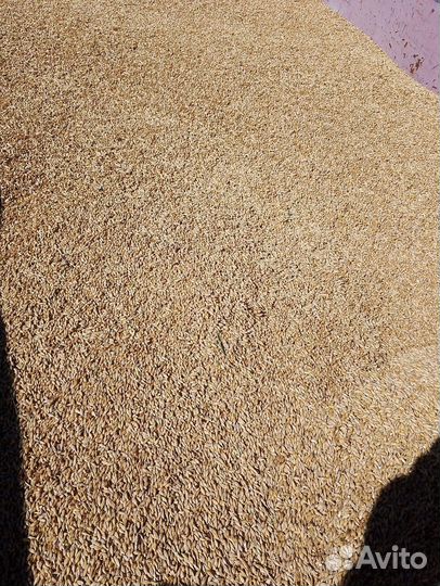 Ячмень зерно