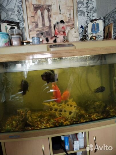 Аквариум с тумбой и рыбками