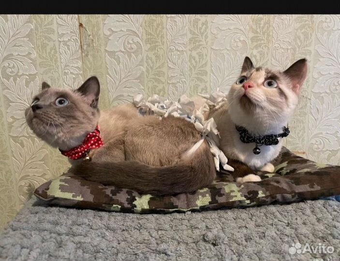 Кошки сёстры