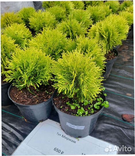 Кедр Пихта Кедр Саженцы Туя Можжевельник Сосна Ель