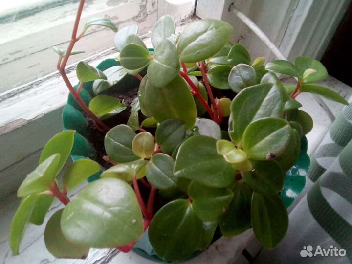 Пеперомия комнатная декоративная