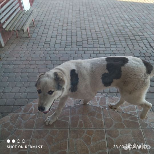 Алабая в хорошие, добрые руки