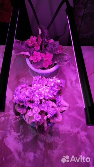 Фитолампа для растений на прищепке