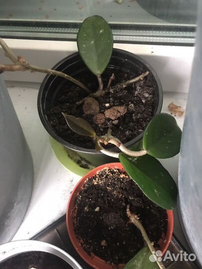 Хойя карноза мясистая