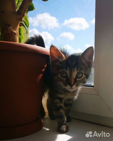 Котёнок в добрые руки бесплатно