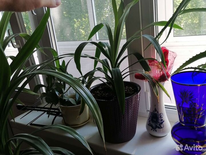 Пальма панданус