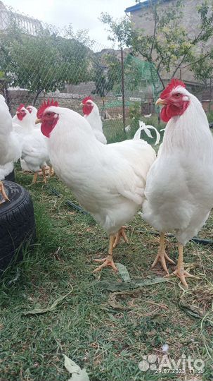 Петушки плимутрок