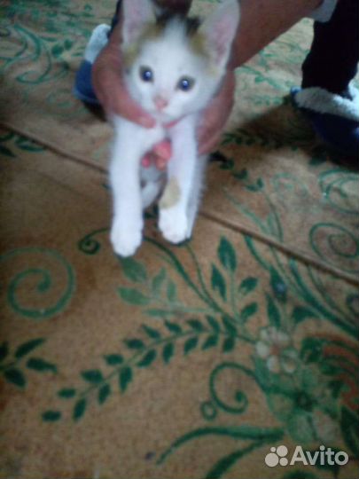 Котята отдам бесплатно