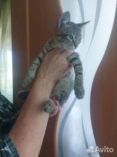 Кошка в дар