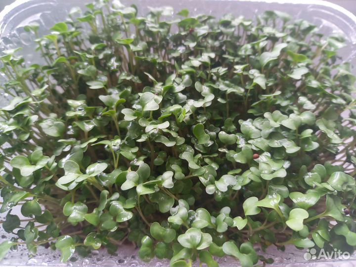 Зелень для дома