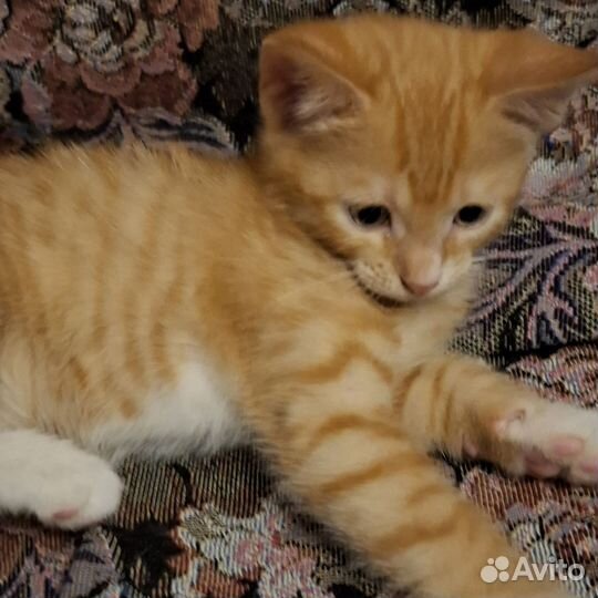 Рыжий котенок девочка