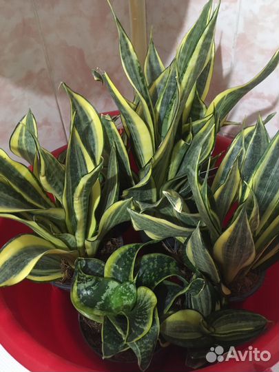 Цветы сансы замики антуриумы калатеи аглаонемы