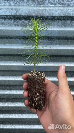 Сеянцы сосны зкс