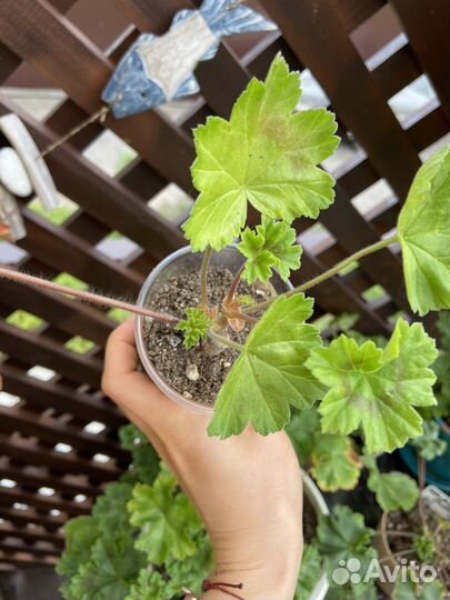 Леона Галактика Пеларгония Герань