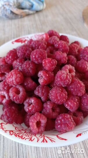 Саженцы Ремонтантной малины