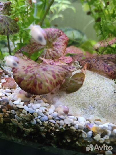 Улитки ампулярии