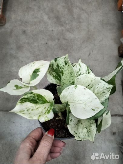 Сциндапсус/эпипремнум