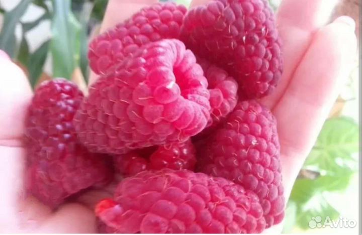 Ремонтантная малина