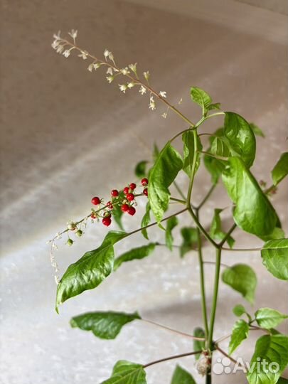 Цветы в горшках и без